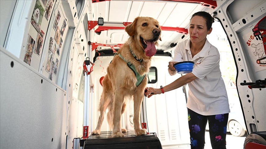 Köpekler, gezici spor salonunda hem egzersiz yapıyor hem enerjilerini harcıyor