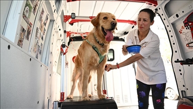 Köpekler, gezici spor salonunda hem egzersiz yapıyor hem enerjilerini harcıyor