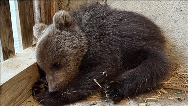 Sinop’ta doğada annesiz ve bitkin bulunan yavru ayı koruma altına alındı