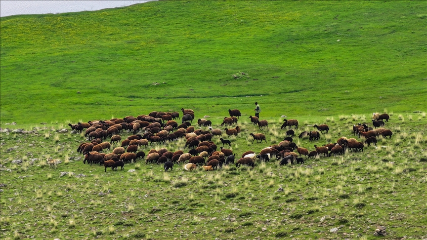 ğı'da 10 bin dönüm arazi mera olarak çiftçilerin hizmetine açıldı