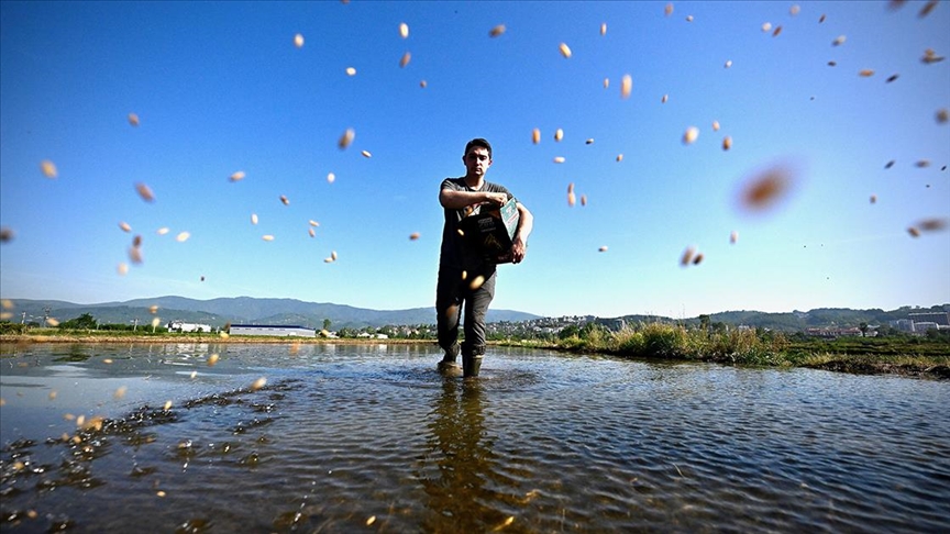 Düzce'de yetiştirilen Konuralp pirincinin ekimi alanı devlet desteğiyle arttı