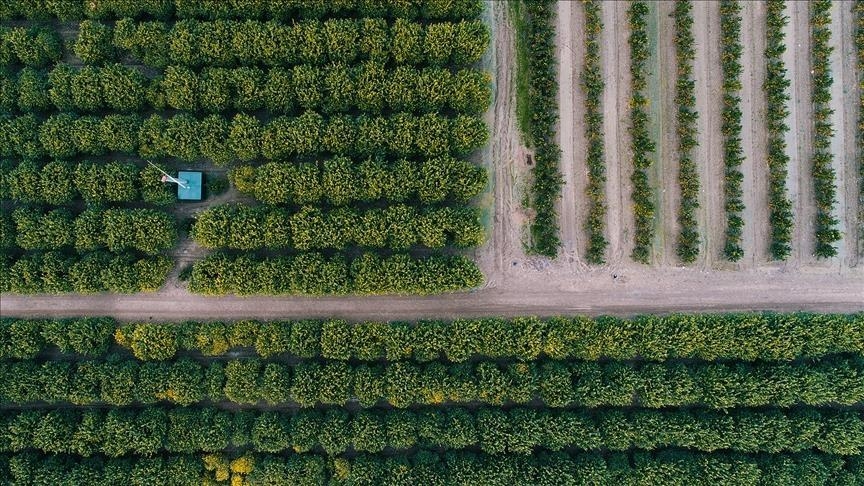 EU body investigates major agricultural subsidy fraud in Greece