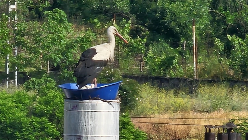 Kastamonu'da leyleklerin rüzgardan dağılan yuvası yeniden yapıldı