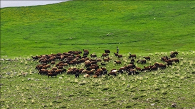 Iğdır'da 10 bin dönüm arazi mera olarak çiftçilerin hizmetine açıldı