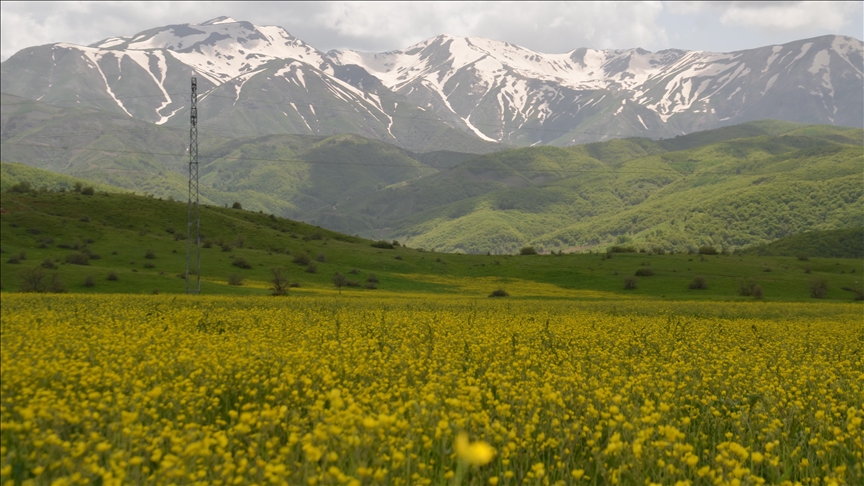 Havanın ısındığı Muş Ovası çiçeklerle renklendi