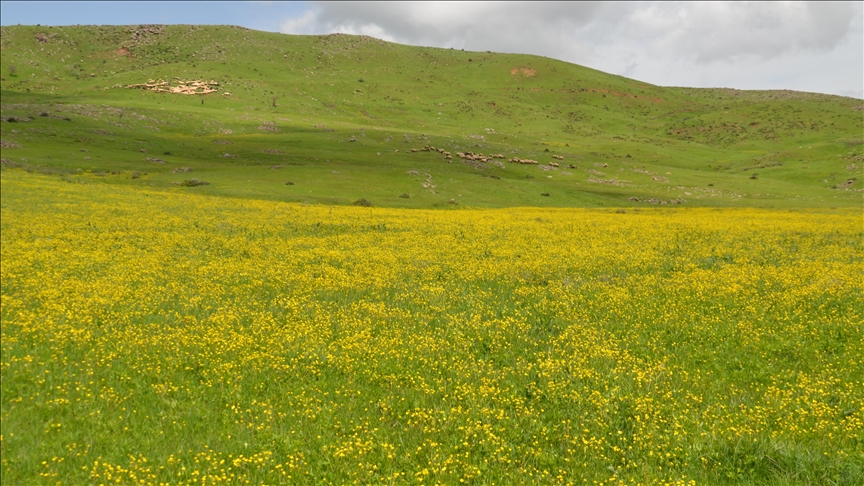 Deşta Mûşê bi germbûna hewayê ra bi kulîlkan xemilî