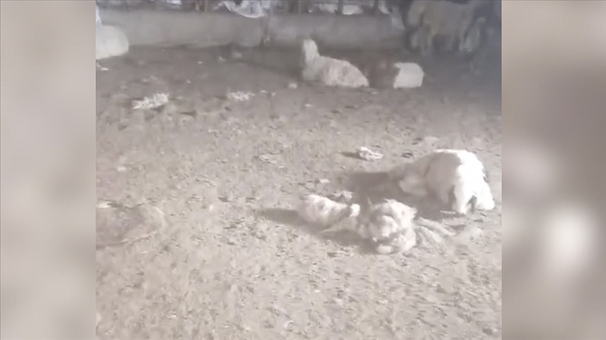 Աıܰڲ'da başıboş köpeklerin saldırdığı 29 kuzu telef oldu