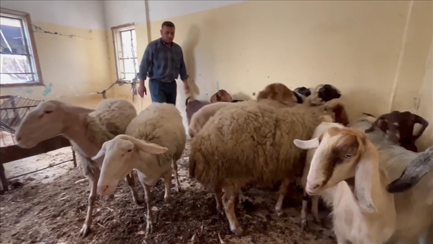 Gazze'de çiftliği yıkılan Filistinli hayvan tüccarı, kurbanlıklarını evinin çatısında beslemek zorunda kaldı