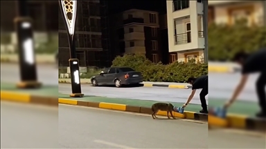 Karabük'te başına poşet takılan çakal kurtarıldı