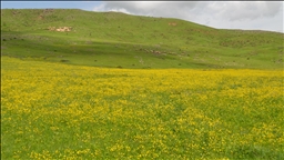 Deşta Mûşê bi germbûna hewayê ra bi kulîlkan xemilî