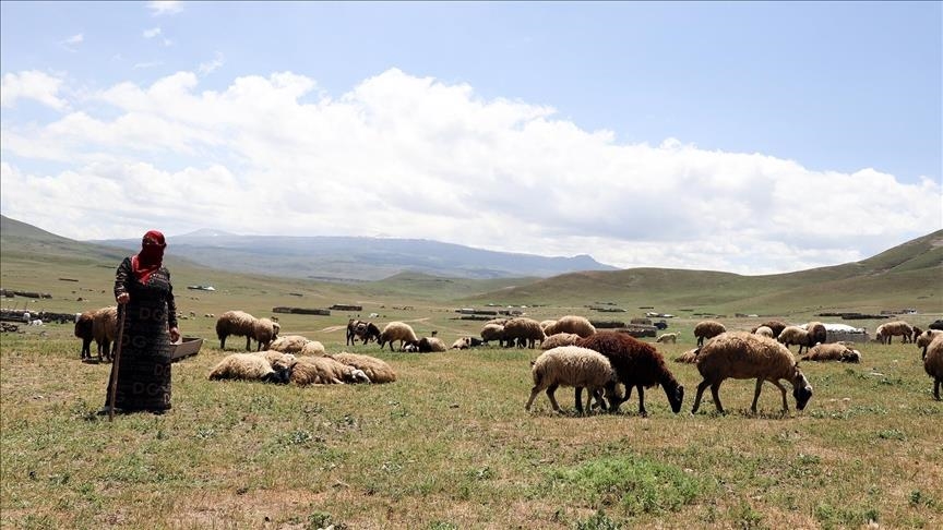 Li quntara Çiyayê Tendûrekê koçeran dest bi mesaiya heywanan a zor û zehmet kir