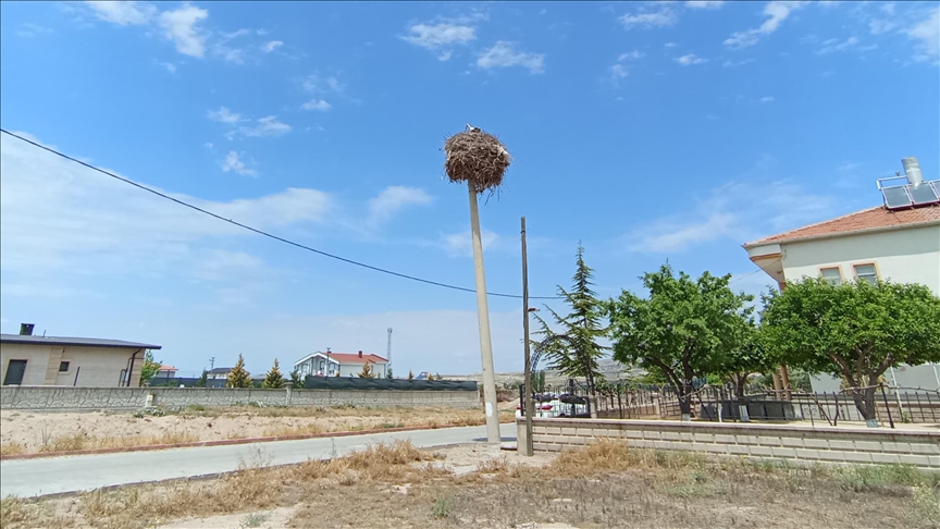 Nevşehir'de elektrik direği leylek ailesine tahsis edildi