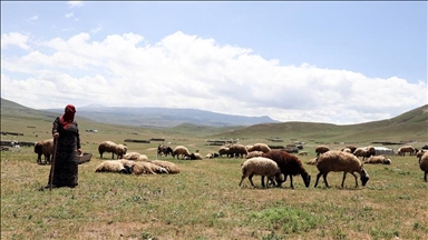 Li quntara Çiyayê Tendûrekê koçeran dest bi mesaiya heywanan a zor û zehmet kir