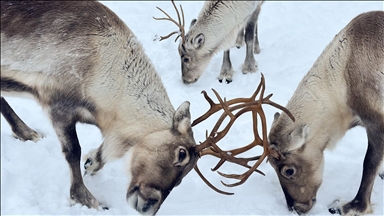 New AI tool can help protect migration routes of endangered caribou in Arctic: Study