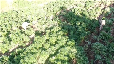 Li Diyarbekirê 3 milyon û 476 hezar serî kirkirk û skunk hat bidestxistin