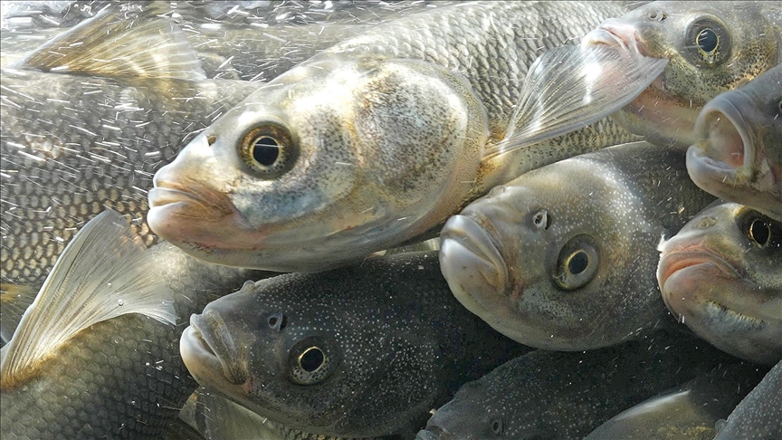 عكس التيار.. هجرة أسماك بحيرة وان التركية للتكاثر بالمياه العذبة