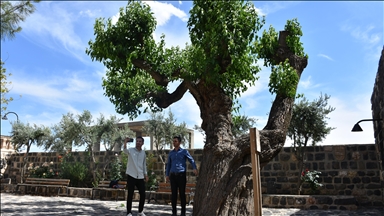 Şırnak'ta kilise avlusundaki 402 yıllık dut ağacının bakımı yapılıyor