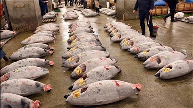 China to resume seafood imports from Japan: Japanese official