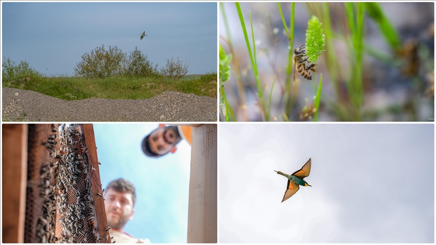 Üreme döneminde Anadolu'ya gelen arı kuşları kolonilere zarar veriyor