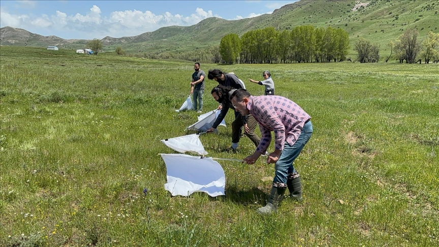 Türk ve Japon bilim insanları doğadan topladıkları keneleri Tokat'taki laboratuvarda inceledi