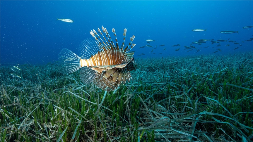Antalya'da Kızıldeniz göçmeni istilacı türlerin yayılımı görüntülendi