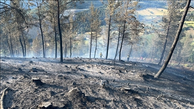 Balıkesir'de çıkan orman yangınına müdahale ediliyor
