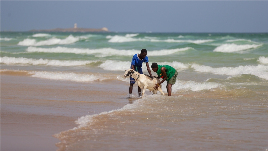 Senegal, kafshët për kurban lahen në oqean për t'u përgatitur për Bajram