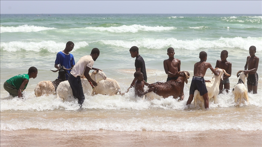 Li Senegalê heywanên ji bo qurbanê beriya eydê di okyanûsê da tên şûştin