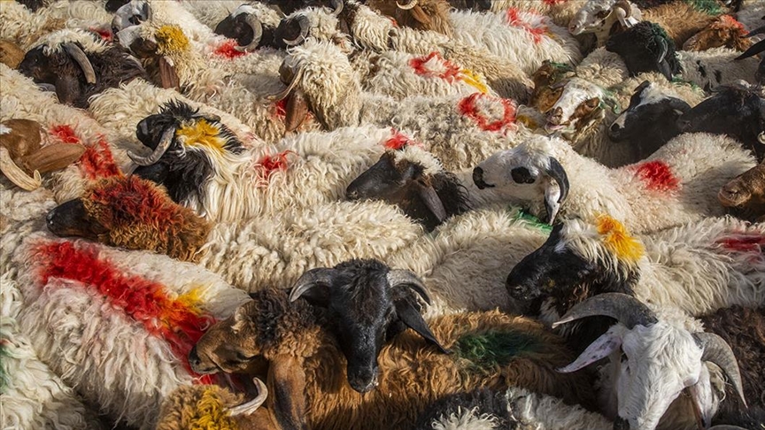 دۆخی دارایی و تەندروستی بازاڕی ئاژەڵفرۆشانی سست کردووە