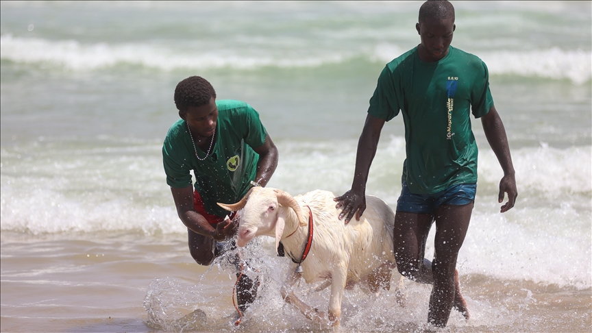 Aïd al-Adha au Sénégal : les moutons destinés au sacrifice lavés dans l'océan