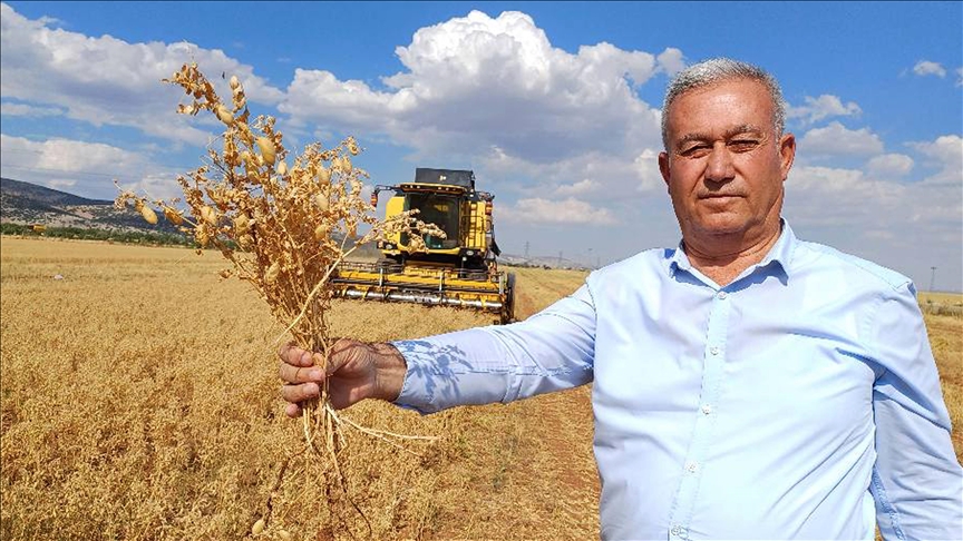Li Arabanê çinîna nokan dest pê kir