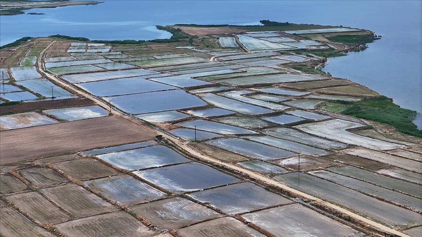 Edirne'de çeltik ekim alanı 450 bin dekara ulaştı