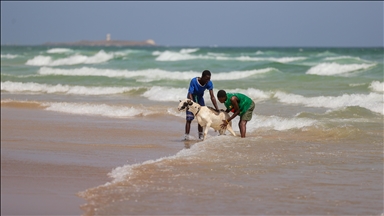 Senegal, kafshët për kurban lahen në oqean për t'u përgatitur për Bajram