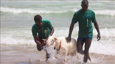 Aïd al-Adha au Sénégal : les moutons destinés au sacrifice lavés dans l'océan
