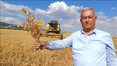 Li Arabanê çinîna nokan dest pê kir
