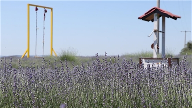 Tekirdağ'da lavanta tarlaları turizm sezonu için hazırlandı