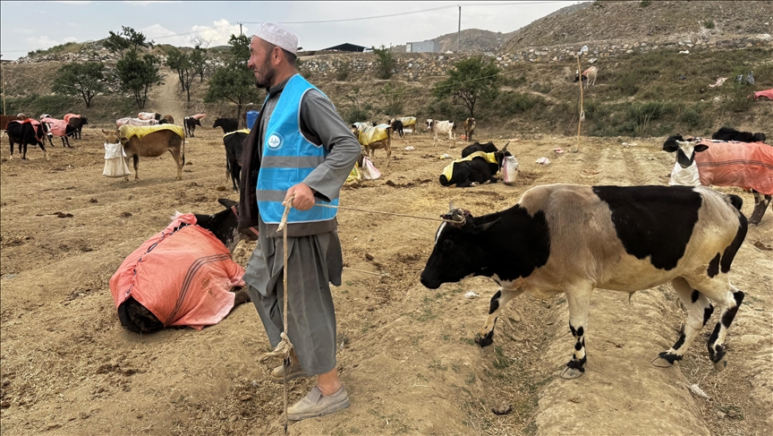 TDV 8 bin 400 hisse kurban etini Afganistan'daki ihtiyaç sahiplerine ulaştıracak