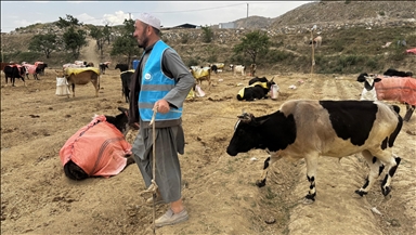 TDV 8 bin 400 hisse kurban etini Afganistan'daki ihtiyaç sahiplerine ulaştıracak