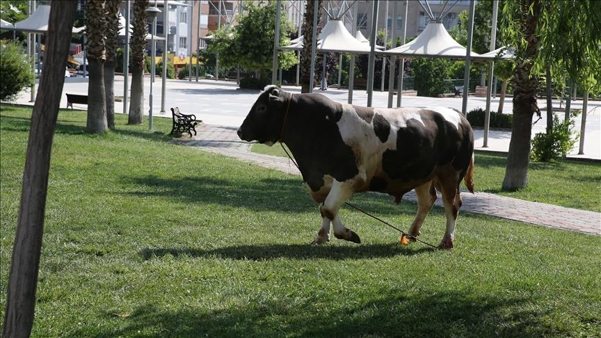 Li Stenbolê heywanên qurbanî yên revîn welatiyên herêmê tirsandin