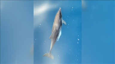 Alanya'da tur teknesine eşlik eden yunuslar görüntülendi