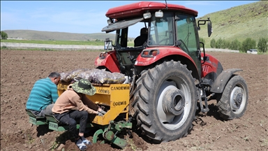 Ağrı'da mor patates üretimini 5'e katlayan girişimci çiftçilere örnek oluyor