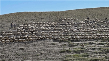 Van'da proje kapsamında besicilere dağıtılan koyun sayısı 235 bine ulaştı