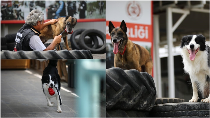 Mersin İtfaiyesinin ödüllü arama kurtarma köpekleri AFAD'ın sınavına hazırlanıyor