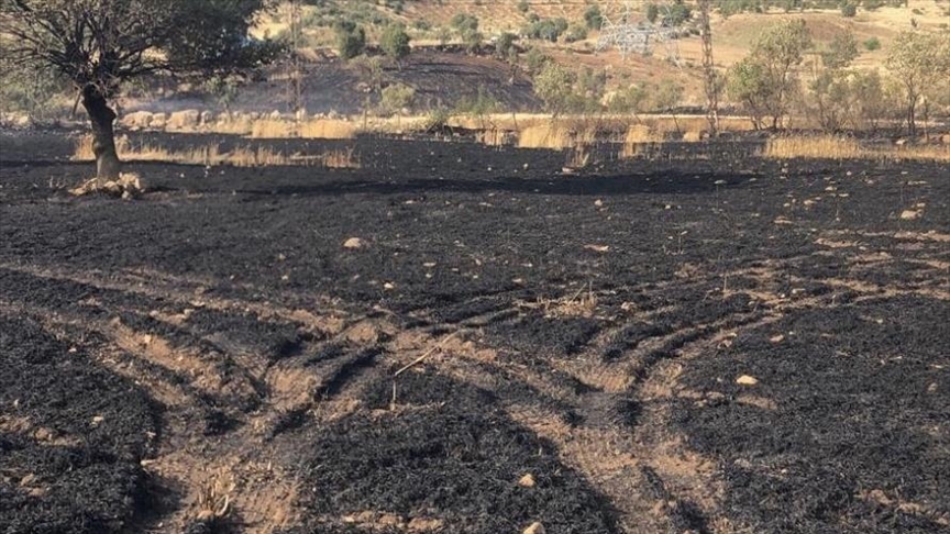 Li Şirnexê nêzîka 50 donim erdê genim lê çandî şewitî