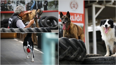 Mersin İtfaiyesinin ödüllü arama kurtarma köpekleri AFAD'ın sınavına hazırlanıyor 