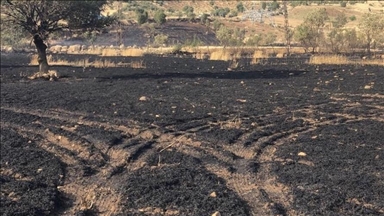 Li Şirnexê nêzîka 50 donim erdê genim lê çandî şewitî