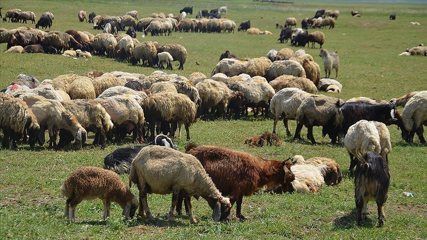 ѳş'ta besicilerin yayla mesaisi başladı