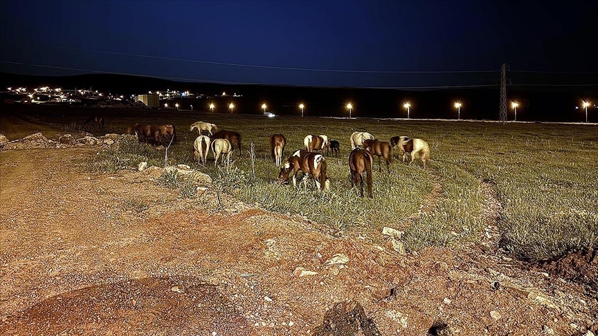 Ardahan'da yiyecek bulmak için kara yoluna inen yılkı atları ulaşımı aksattı