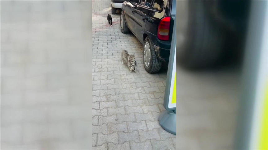 Turqi, një mace mban në gojë kotelen e saj dhe e dërgon për trajtim tek veterineri
