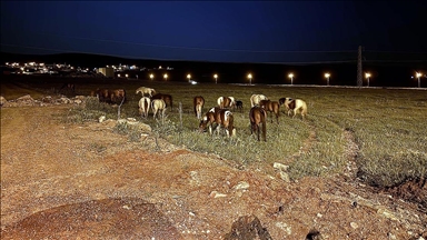 Ardahan'da yiyecek bulmak için kara yoluna inen yılkı atları ulaşımı aksattı